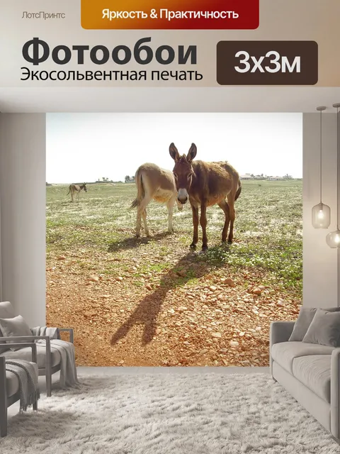 Фотообои Ослы