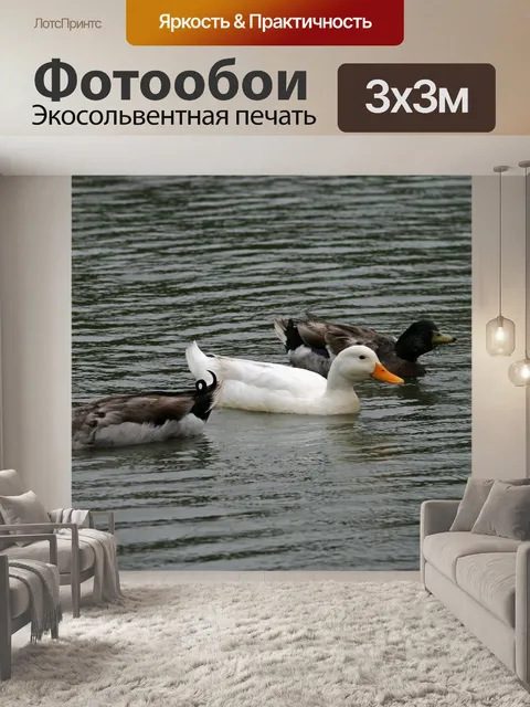 Фотообои кряква и белая утка