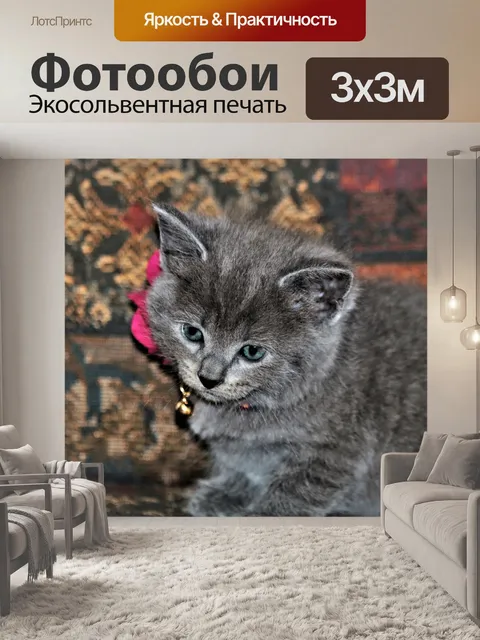 Фотообои Симпатичный серый котенок на стуле