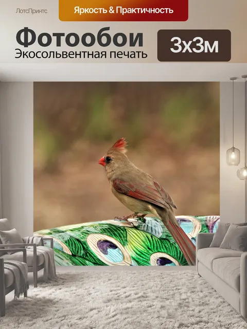 Фотообои Женский кардинал крупным планом 2