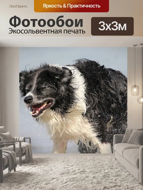 Фотообои Собака