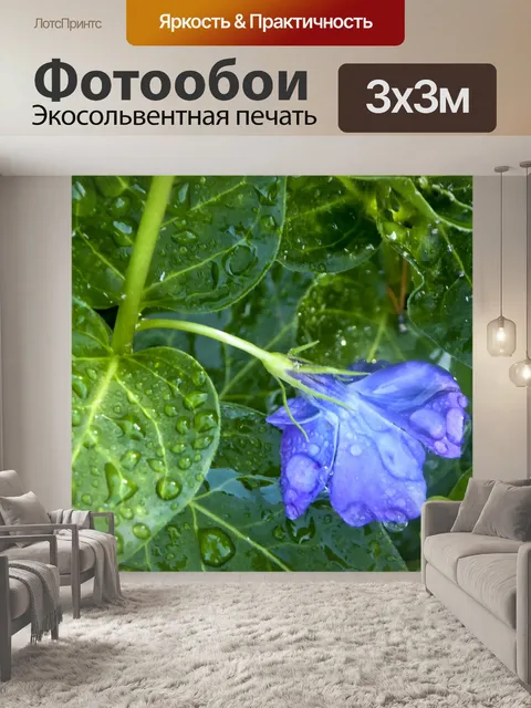 Фотообои Пропитанный дождем цветок