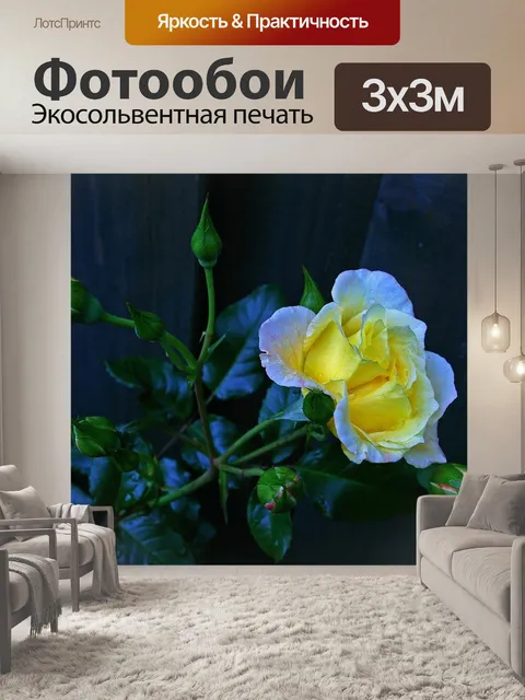 Фотообои Роза