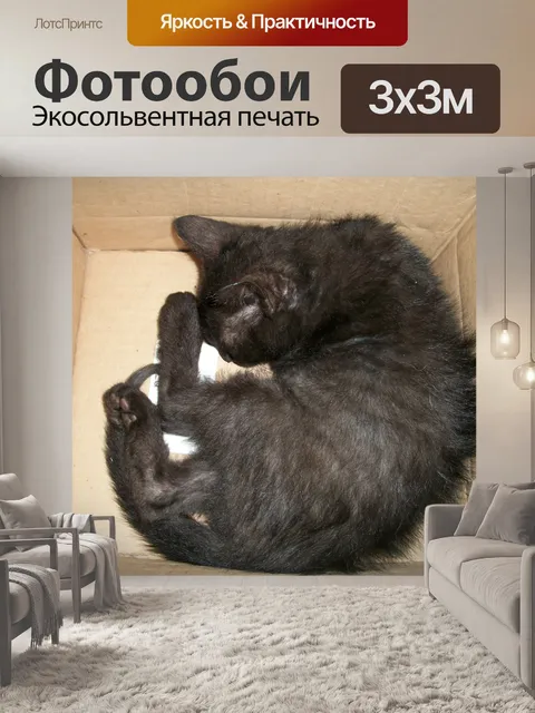 Фотообои Котенок
