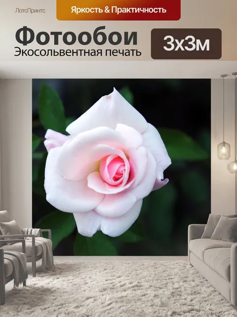 Фотообои роза