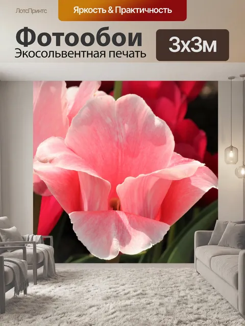 Фотообои Светло-розовый тюльпан крупным планом