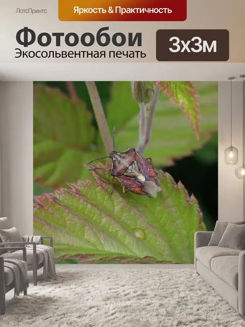 Фотообои Клоп