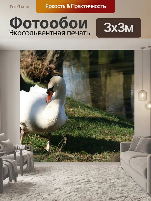 Фотообои Лебедь