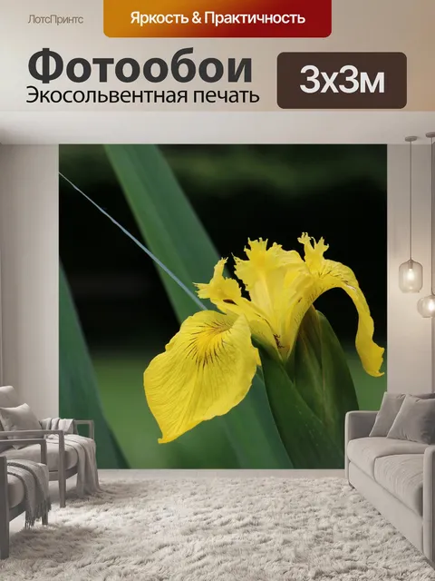 Фотообои Ирис