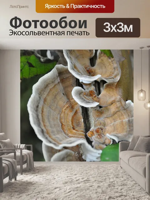 Фотообои Белый гриб