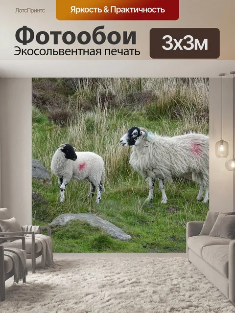 Фотообои Ягненок