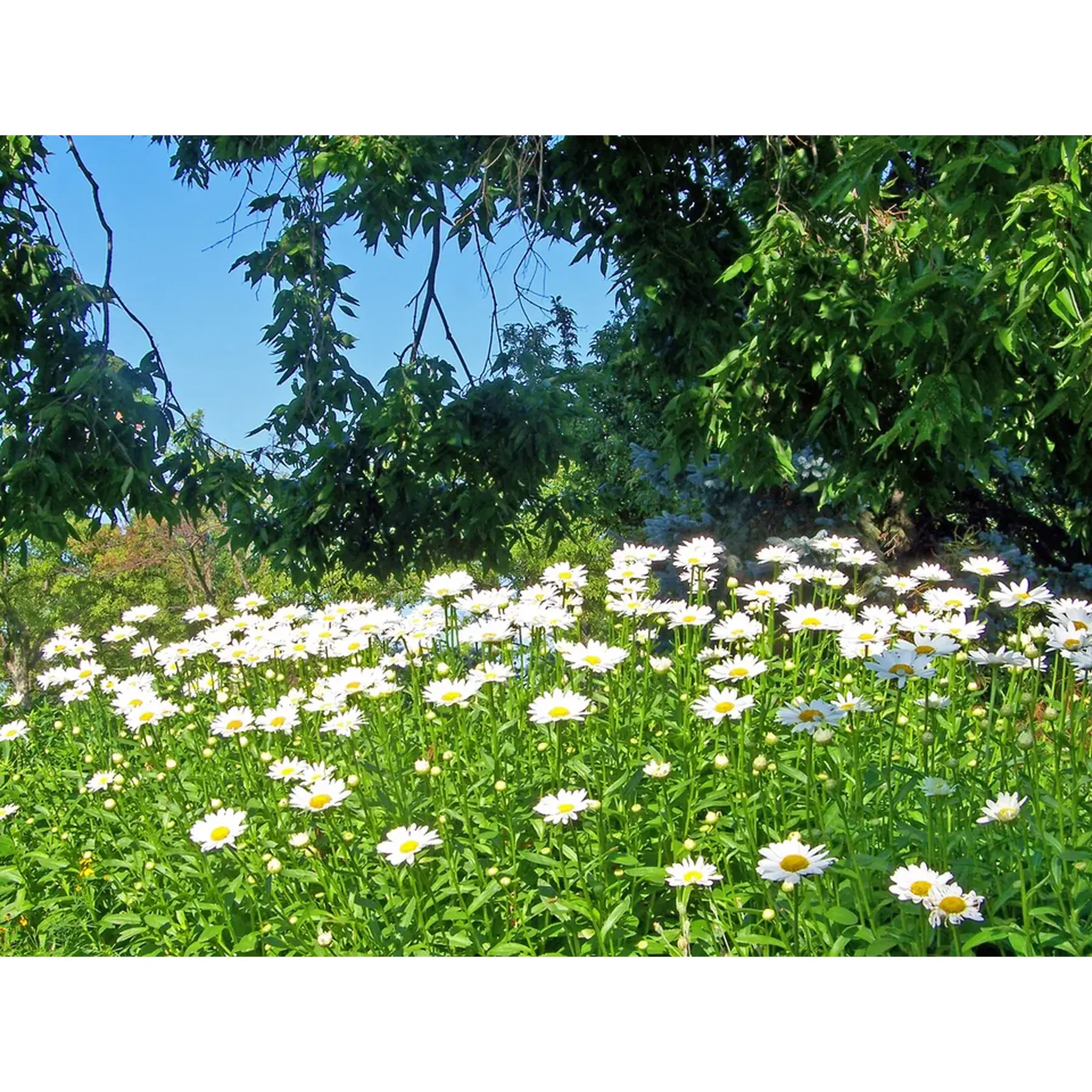 Изображение для выбора фрагмента